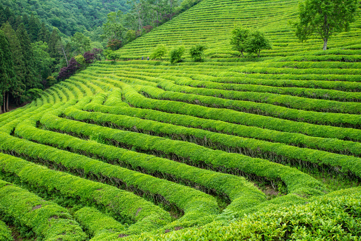 Matcha good to know